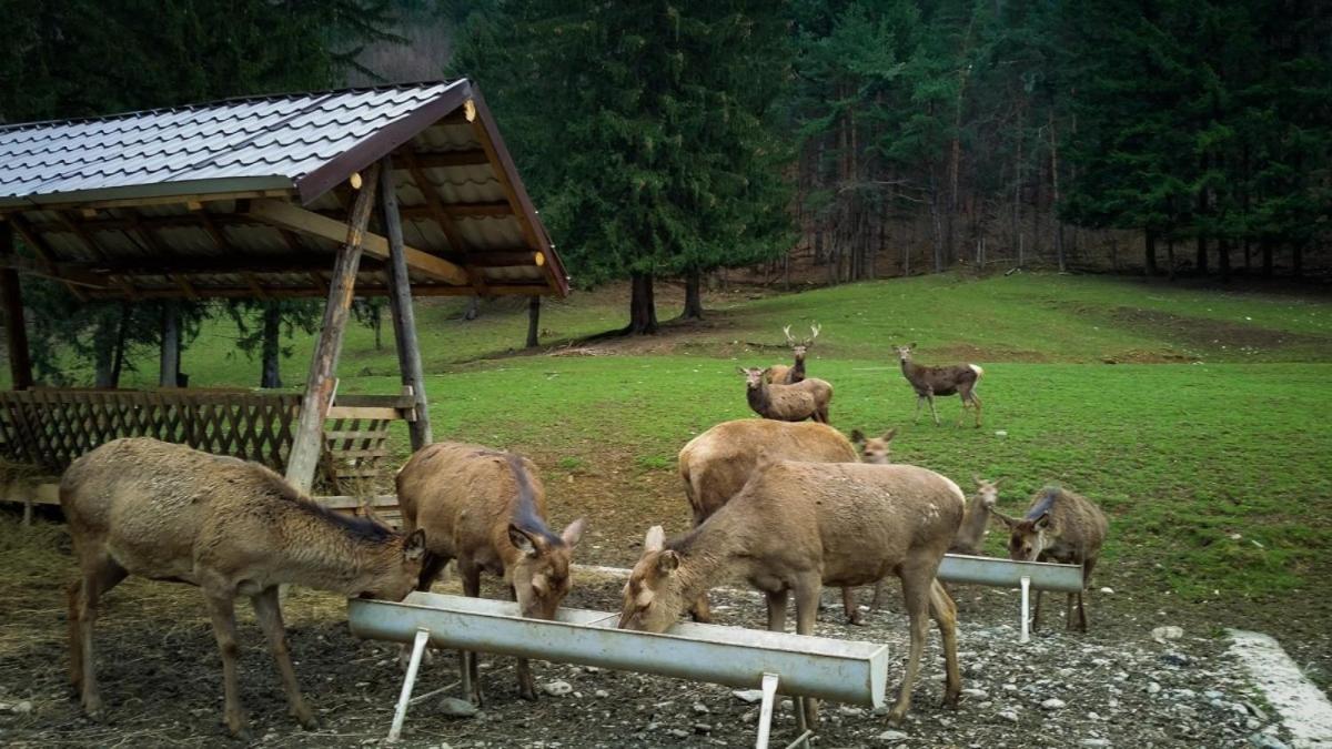Evergreen Chalet 阿夫里格 外观 照片